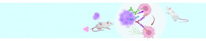 免疫系统人源化小鼠模型定制服务