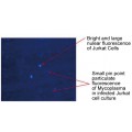 Mycoplasma Stain Kit (2 ml)