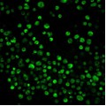 BCECF, AM (500 μl)