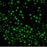 BCECF, AM (500 μl)