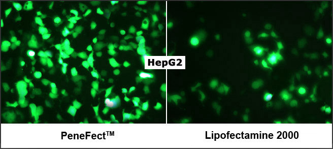 PeneFect Transfection Reagent